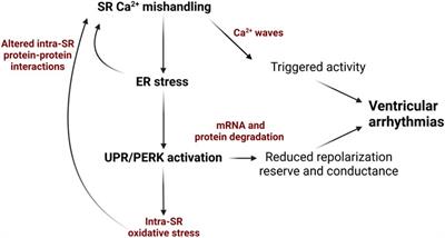ER stress and calcium-dependent arrhythmias